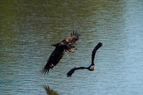 American Bald Eagles Hunting Along The Great Miami River