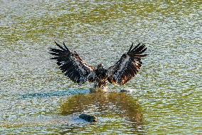 American Bald Eagles Hunting Along The Great Miami River