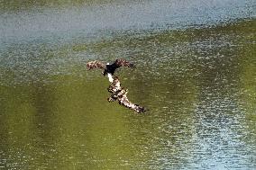 American Bald Eagles Hunting Along The Great Miami River