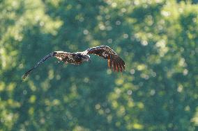 American Bald Eagles Hunting Along The Great Miami River