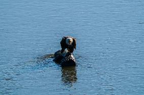 American Bald Eagles Hunting Along The Great Miami River