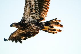 American Bald Eagles Hunting Along The Great Miami River