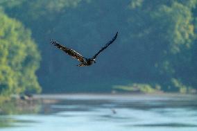 American Bald Eagles Hunting Along The Great Miami River