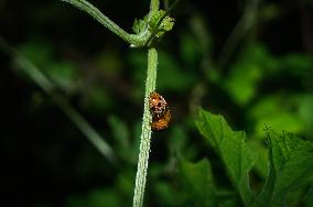 28-spotted Potato Ladybird -Hadda Beetles - Henosepilachna Vigintioctopunctata