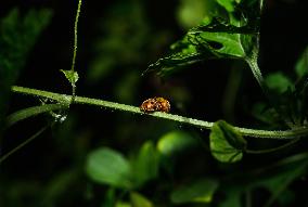 28-spotted Potato Ladybird -Hadda Beetles - Henosepilachna Vigintioctopunctata