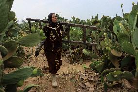 Prickly Pear Harvest Season