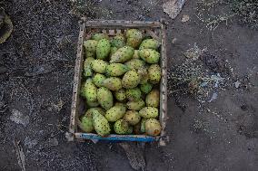 Prickly Pear Harvest Season