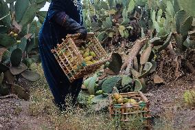 Prickly Pear Harvest Season