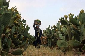 Prickly Pear Harvest Season