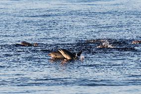 (HainanOutlook)CHINA-HAINAN-CETACEAN SPECIES-BIODIVERSITY (CN)