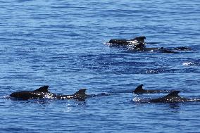 (HainanOutlook)CHINA-HAINAN-CETACEAN SPECIES-BIODIVERSITY (CN)