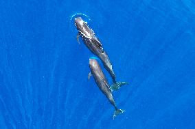 (HainanOutlook)CHINA-HAINAN-CETACEAN SPECIES-BIODIVERSITY (CN)