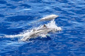 (HainanOutlook)CHINA-HAINAN-CETACEAN SPECIES-BIODIVERSITY (CN)