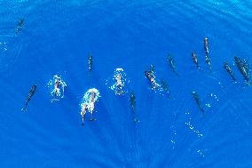 Marine Biodiversity Expedition - China