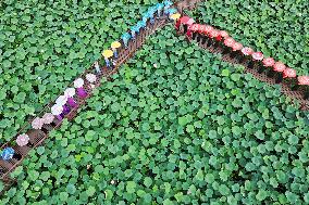 Cheongsam Lovers in A Lotus Pond in Rugao