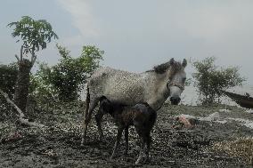 Flood In Bangladesh