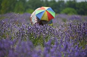 Lavender Harvest In Kashmir