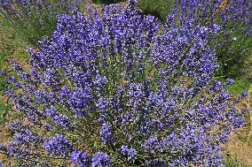 Lavender Harvest In Kashmir