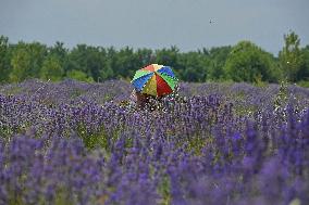 Lavender Harvest In Kashmir