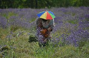 Lavender Harvest In Kashmir