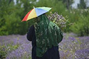 Lavender Harvest In Kashmir