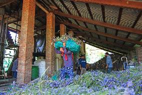 Lavender Harvest In Kashmir