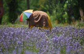 Lavender Harvest In Kashmir