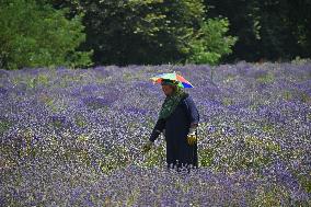 Lavender Harvest In Kashmir