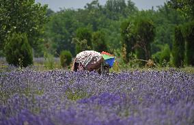 Lavender Harvest In Kashmir