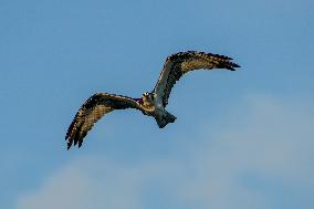 Osprey Hunting At Sunrise On The Great Miami River