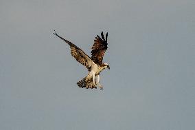 Osprey Hunting At Sunrise On The Great Miami River