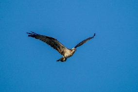 Osprey Hunting At Sunrise On The Great Miami River