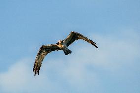 Osprey Hunting At Sunrise On The Great Miami River