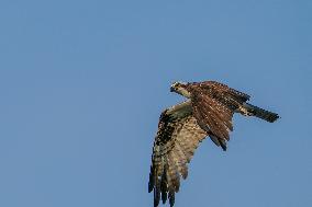 Osprey Hunting At Sunrise On The Great Miami River