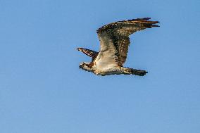 Osprey Hunting At Sunrise On The Great Miami River