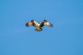 Osprey Hunting At Sunrise On The Great Miami River