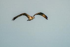 Osprey Hunting At Sunrise On The Great Miami River