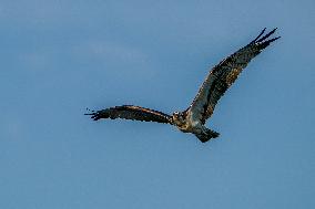 Osprey Hunting At Sunrise On The Great Miami River