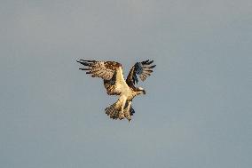 Osprey Hunting At Sunrise On The Great Miami River