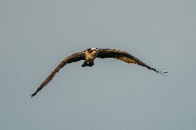 Osprey Hunting At Sunrise On The Great Miami River