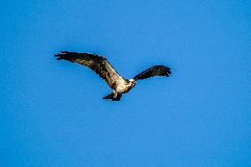 Osprey Hunting At Sunrise On The Great Miami River