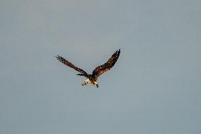 Osprey Hunting At Sunrise On The Great Miami River