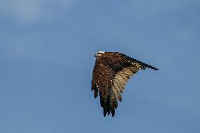 Osprey Hunting At Sunrise On The Great Miami River