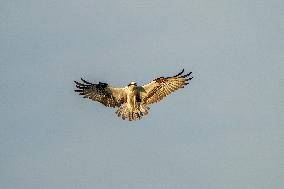 Osprey Hunting At Sunrise On The Great Miami River