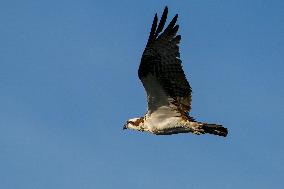 Osprey Hunting At Sunrise On The Great Miami River