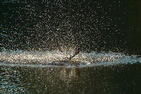 Osprey Hunting At Sunrise On The Great Miami River