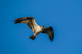 Osprey Hunting At Sunrise On The Great Miami River