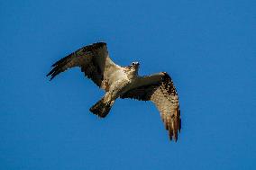 Osprey Hunting At Sunrise On The Great Miami River