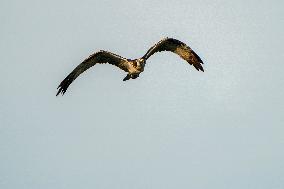 Osprey Hunting At Sunrise On The Great Miami River