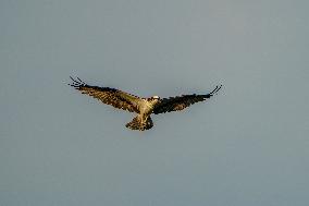 Osprey Hunting At Sunrise On The Great Miami River